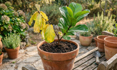 O melhor adubo para plantas em vaso e como usar para ter folhas mais verdes e crescimento saudável