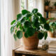 O segredo para ter plantas bonitas sem regar todo dia mesmo dentro de casa