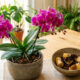 Use este adubo caseiro que faz qualquer orquídea florescer o ano inteiro com perfeição e mais vigor