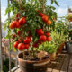Conheça o segredo de cultivar tomate gigante em vasos dentro do seu apartamento e colher frutos impressionantes