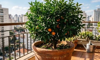 A fruta “esquecida” virou queridinha de quem quer colher o ano todo, produzindo por mais de 20 anos direto na sua varanda