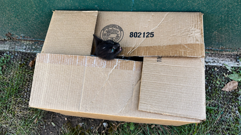 Policial encontra caixa suspeita e resgata animal abandonado