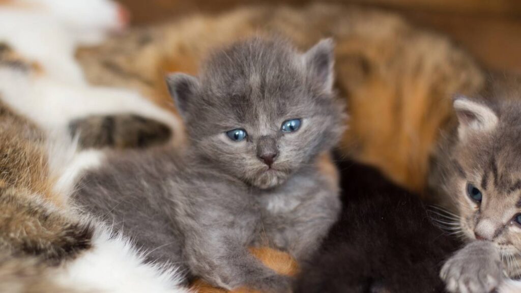 Pequeno, frágil e cheio de esperança.