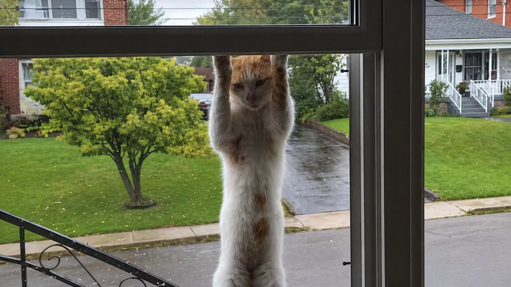 Gato de rua aparece todos os dias na janela pedindo adoção