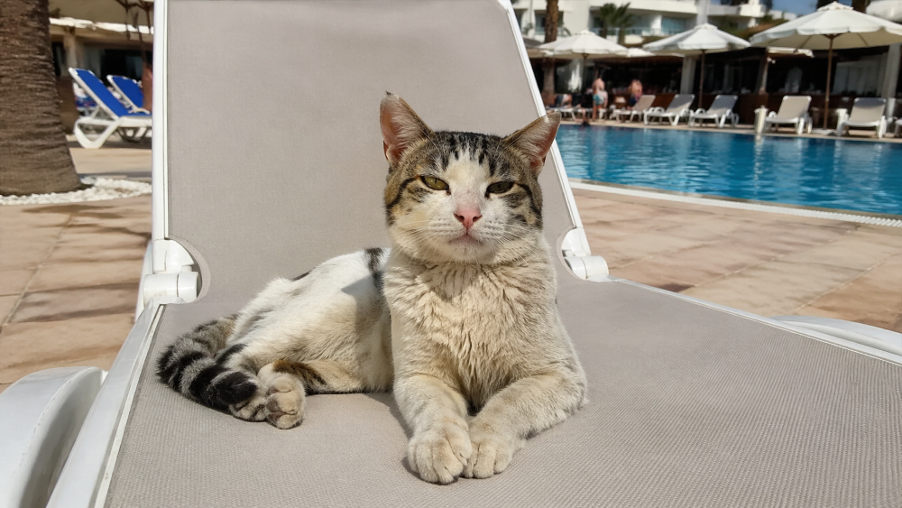 Gato surpreende ao roubar cadeira e acaba sendo resgatado por turistas