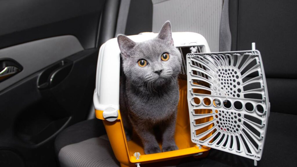 A preparação antes da viagem é essencial para o bem-estar do seu gato.