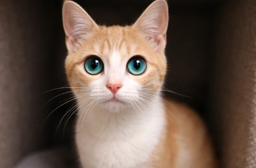 Este gato com olhos de alien é diferente de tudo o que você já viu