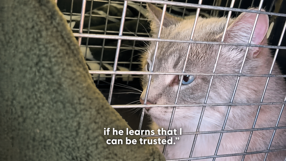 Gato de rua maltratado encontra confiança e um amigo
