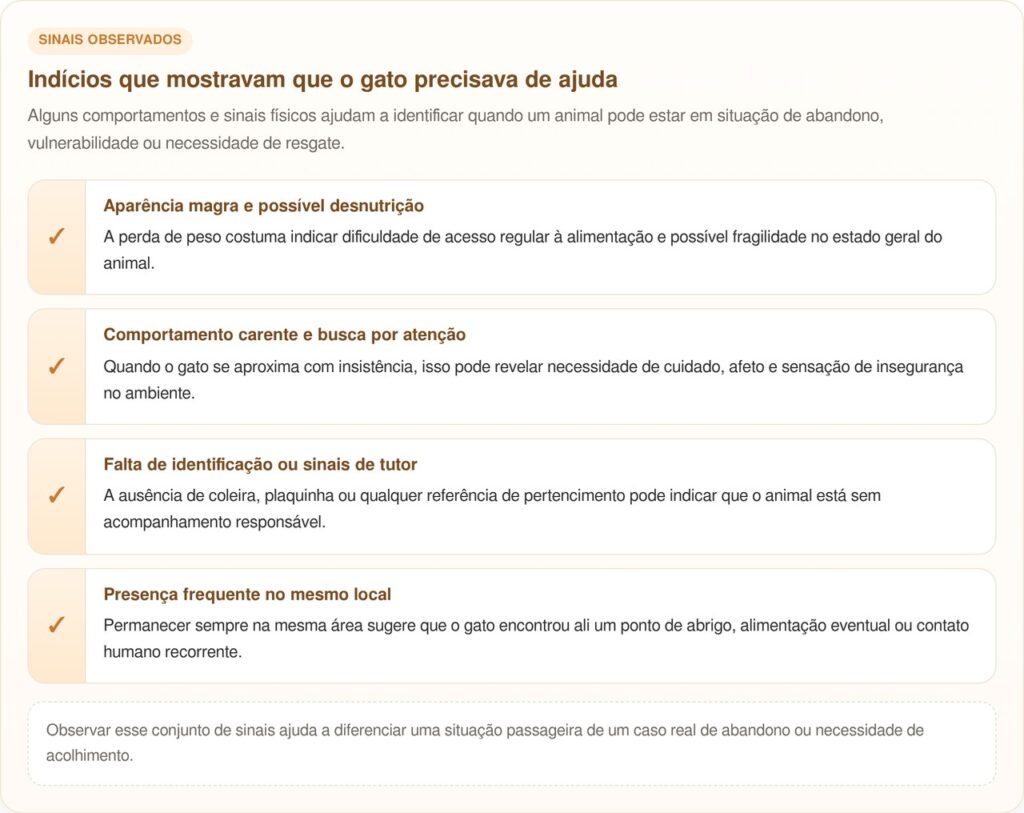 Gato surpreende ao roubar cadeira e acaba sendo resgatado por turistas