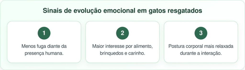 Gato de rua maltratado encontra confiança e um amigo