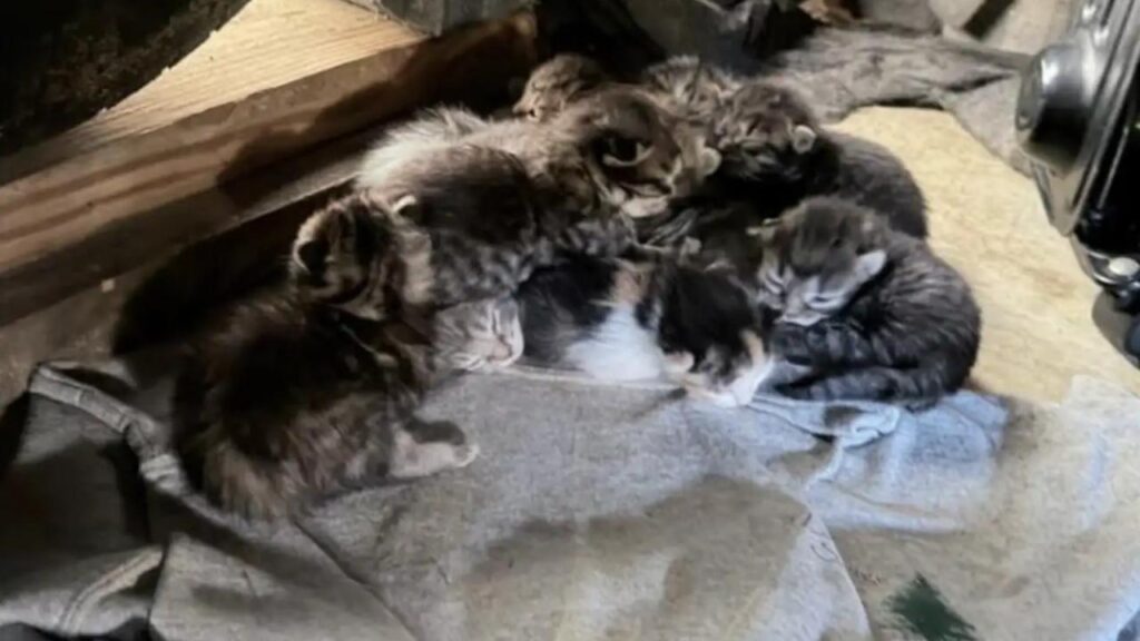 Funcionários se emocionam com atitude de gatos de rua para proteger filhotes