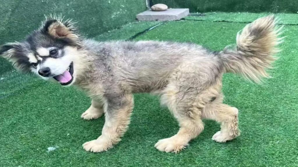 Cão que viveu preso a vida inteira surpreende após resgate