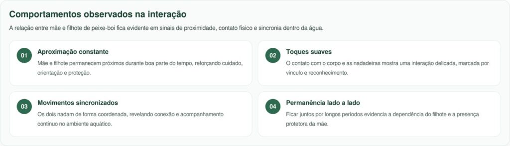 Câmera registra momento emocionante entre mãe e filhote de peixe-boi