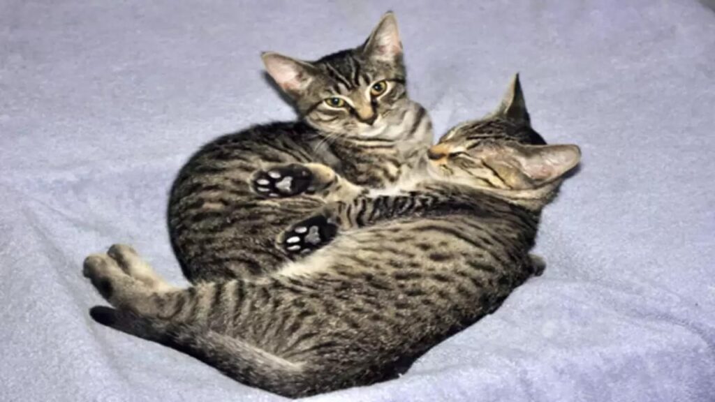 Irmãos felinos inseparáveis buscam adoção conjunta