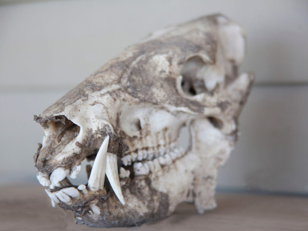 Arqueólogos descobrem crânio de urso usado em lutas de gladiadores romanos