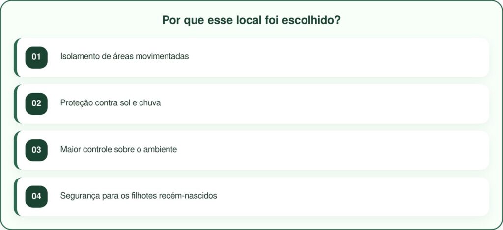 Mãe protege filhotes recém-nascidos sob palmeira e chama atenção pelo cuidado