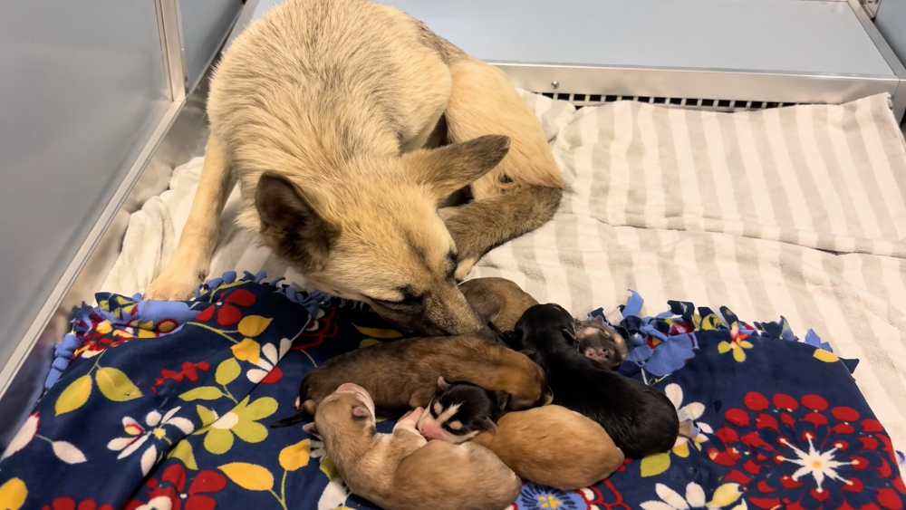Mãe protege filhotes recém-nascidos sob palmeira e chama atenção pelo cuidado