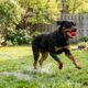 Rottweiler é salva de canal profundo em operação de resgate comovente