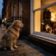 Golden Retriever Para Todos Os Dias Em Janela E Intriga Com Sua Obsessão