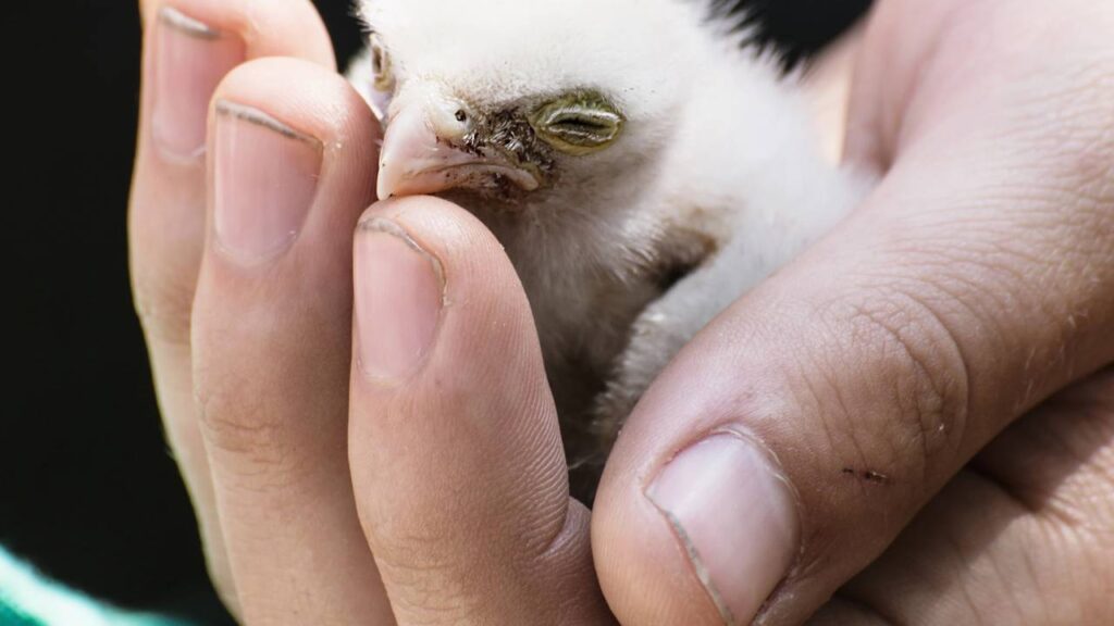 Cada detalhe revela a fragilidade e beleza de um filhote recém-nascido