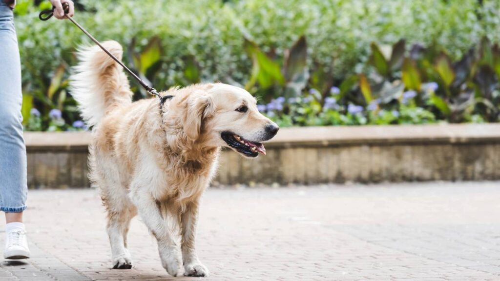 Cachorro caminhando ao ar livre com tutor em parque durante passeio.