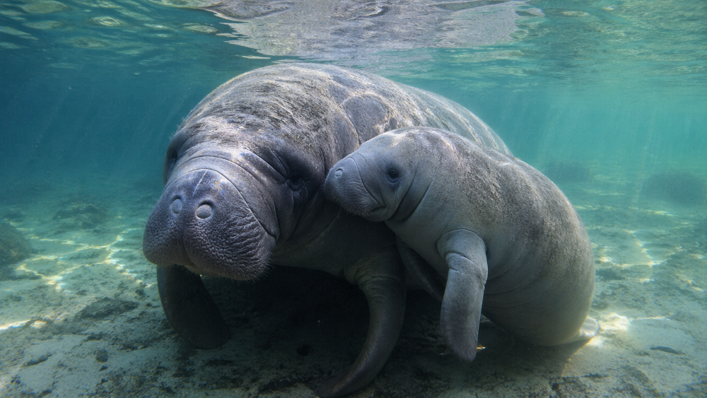 Câmera registra momento emocionante entre mãe e filhote de peixe-boi