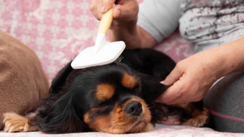 Cães de pelo curto também exigem cuidados frequentes para uma rotina de higiene eficiente.