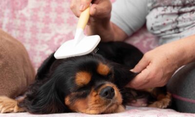 Se você não consegue resistir a acariciar um cachorro quando vê um, a psicologia tem algo a dizer sobre você