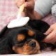 Se você não consegue resistir a acariciar um cachorro quando vê um, a psicologia tem algo a dizer sobre você