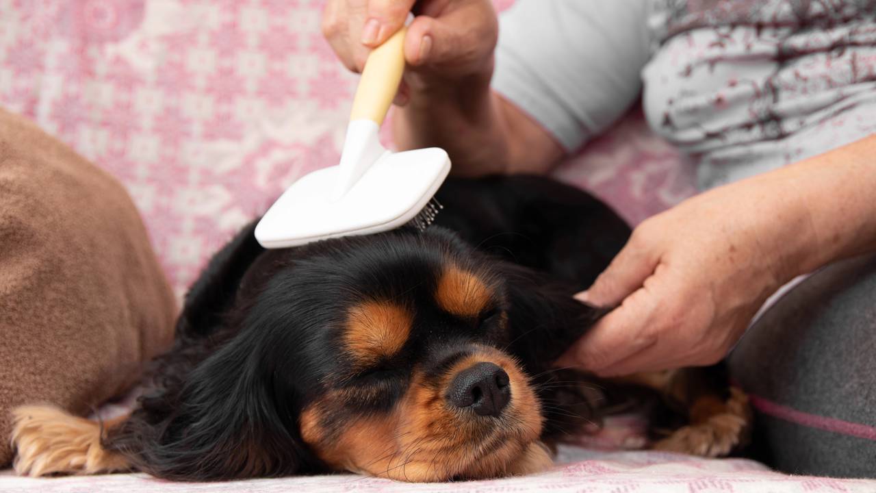 Se você não consegue resistir a acariciar um cachorro quando vê um, a psicologia tem algo a dizer sobre você