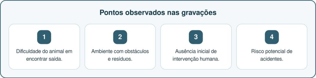 Câmeras de segurança flagram animal de estimação preso em reciclagem