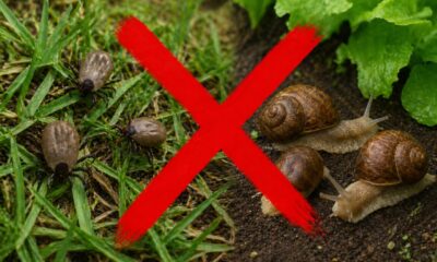 Coloque isso no seu jardim: você matará milhares de carrapatos e os caracóis também desaparecerão