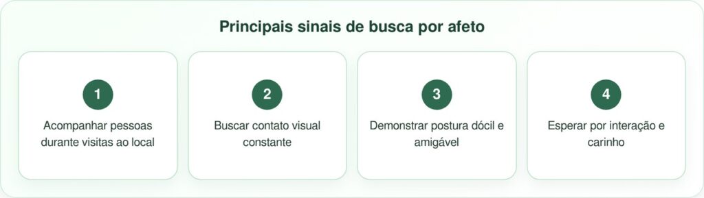 Cão de rua acompanha clientes em concessionária esperando adoção
