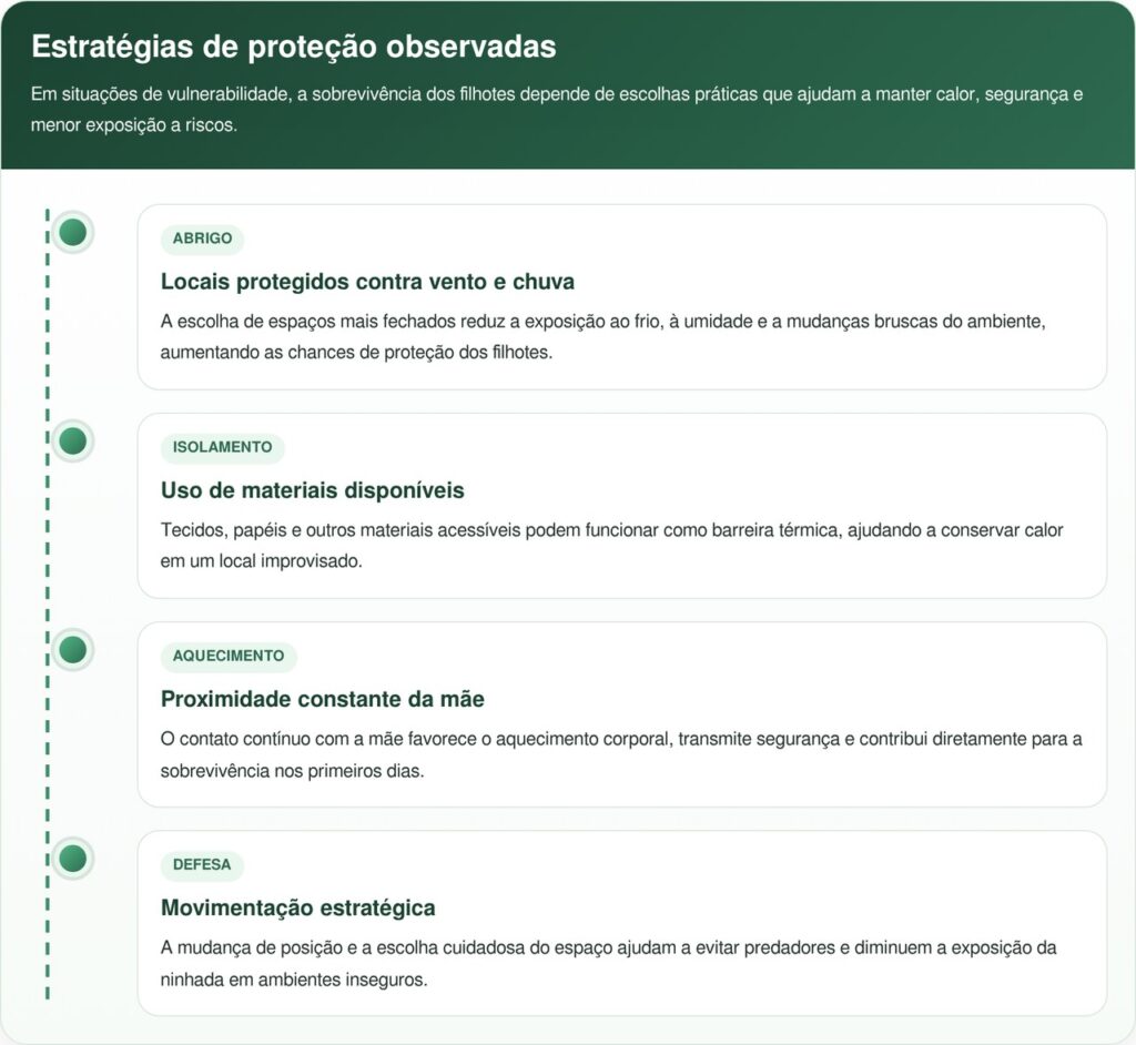 Funcionários se emocionam com atitude de gatos de rua para proteger filhotes