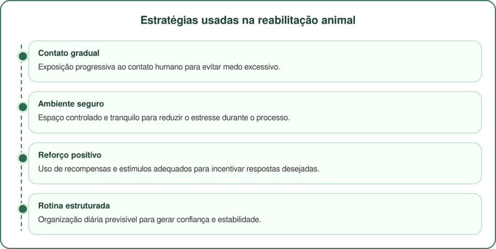 Cão abandonado muda de vida após anos vivendo em abrigo