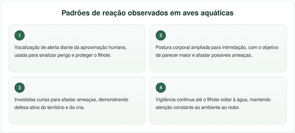 Caiaquista encontra filhote ferido e ouve um rosnado assustador