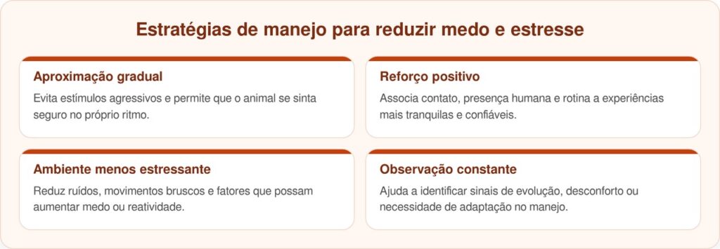 Cadelas acorrentadas surpreendem após resgate mesmo sendo consideradas selvagens