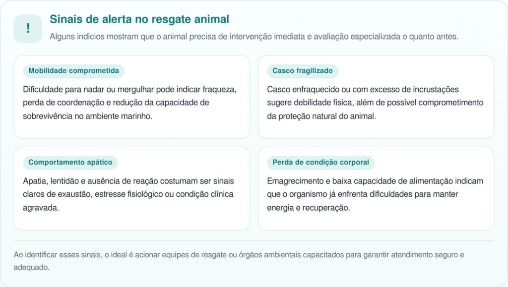 Tartaruga marinha resgatada ganha nova chance e volta a nadar