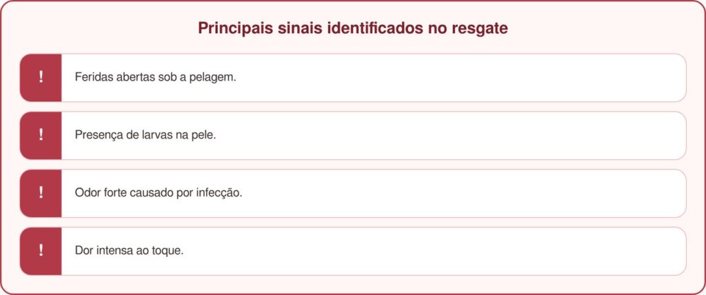 Cadela resgatada tinha pelos emaranhados escondendo grave negligência