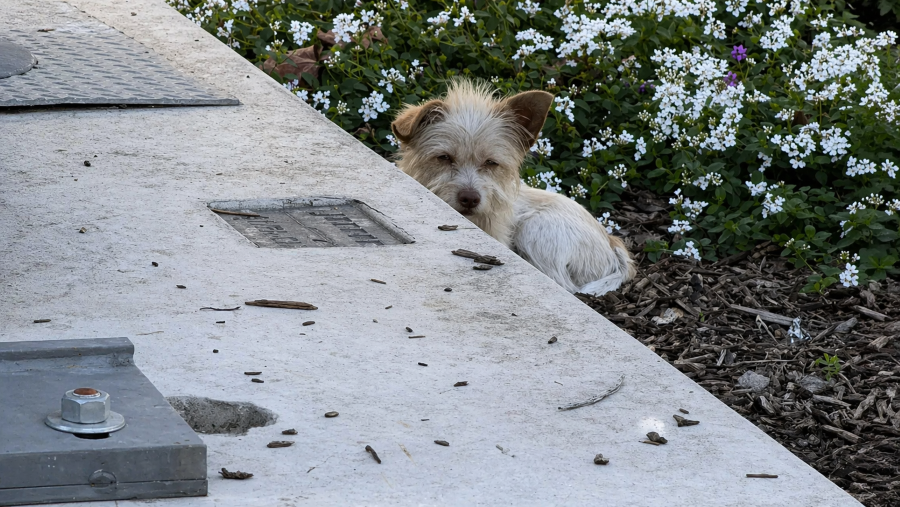 Cão de rua acompanha clientes em concessionária esperando adoção