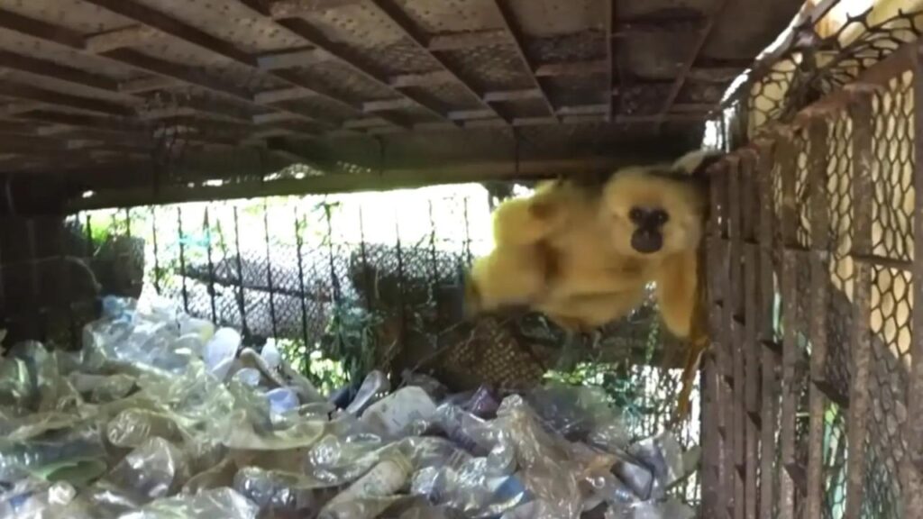 Macaca ameaçada de extinção passou 10 anos em gaiola cheia de garrafas e percebe que está livre