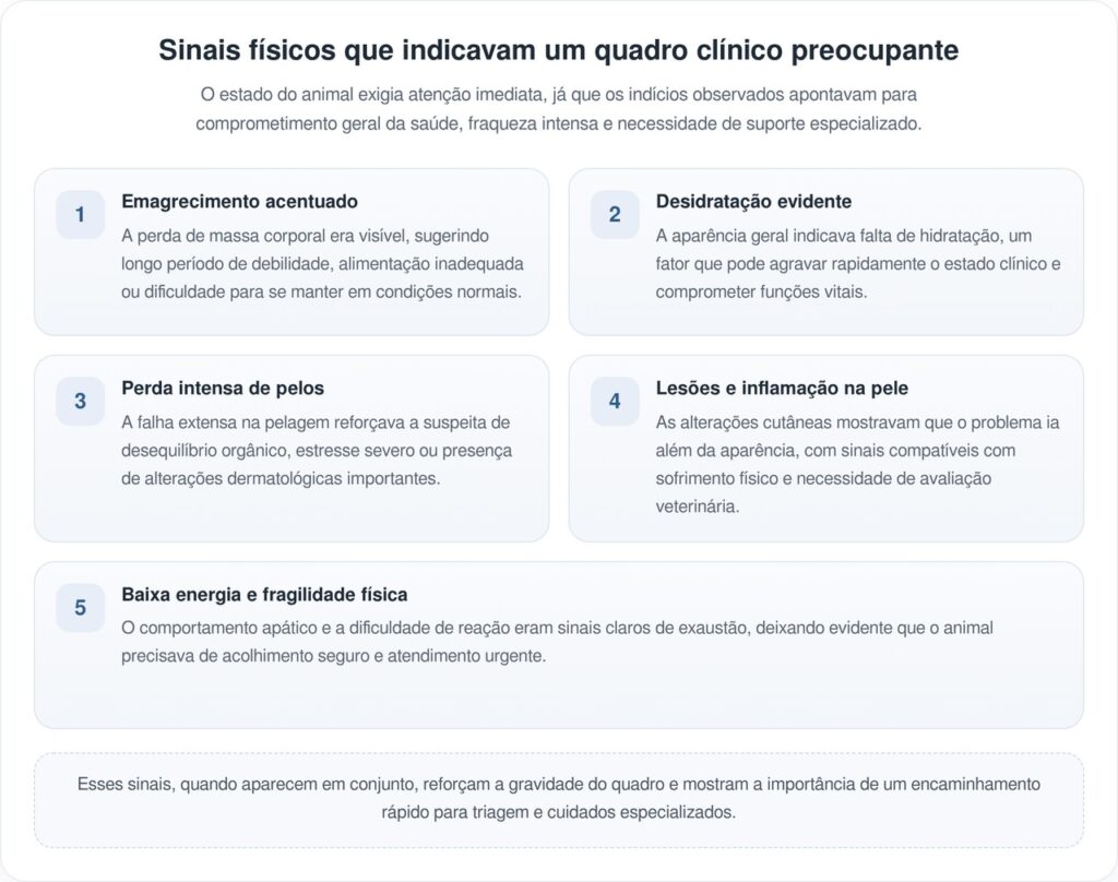Socorrista resgata “gambá” debilitado e faz descoberta inesperada
