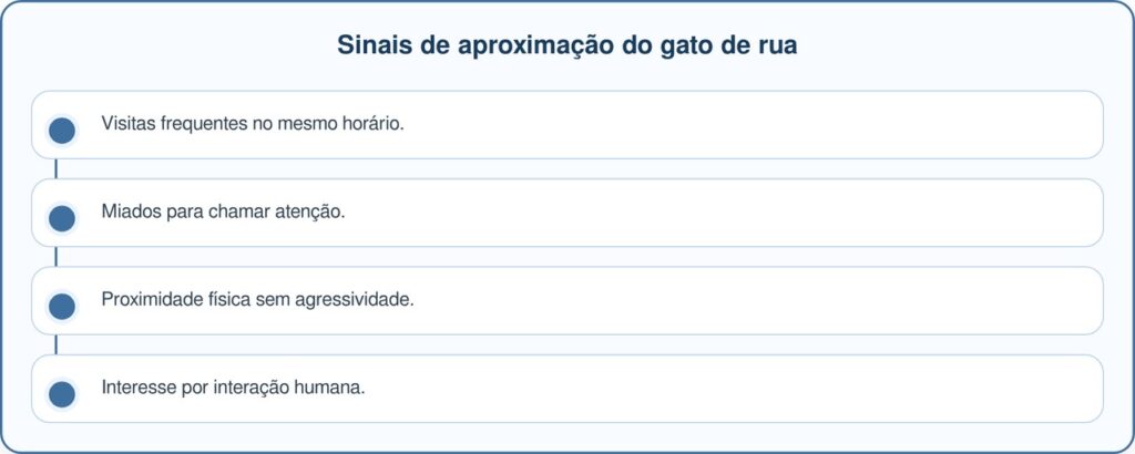 Gato de rua aparece todos os dias na janela pedindo adoção