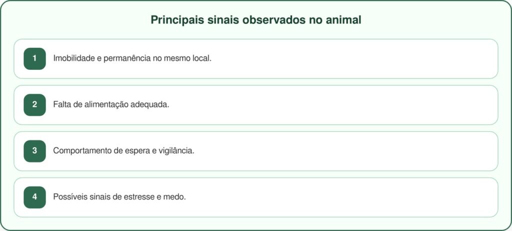 Cachorrinha abandonada passa dias em cemitério esperando ajuda