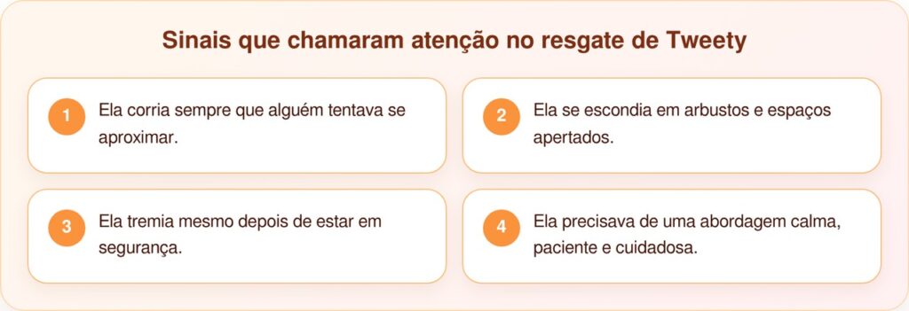 Cadela trêmula vive escondida até ser resgatada com cuidado
