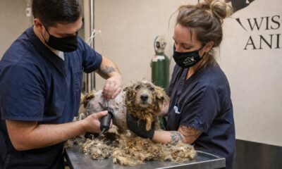 Cão desamparado se sente renovado após se livrar de pelos extremamente emaranhados