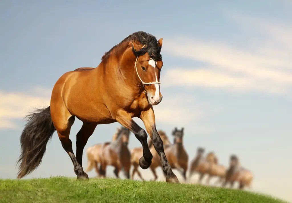 Nova descoberta sugere que relação entre humanos e cavalos começou há mais de 6 mil anos