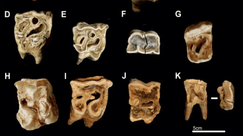 Nova descoberta mostra que os neandertais usavam restos de animais como ferramentas de trabalho