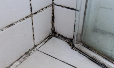 Black mold on white tiled shower wall and glass enclosure.