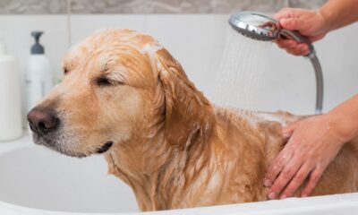 Enxágue incompleto pode causar coceira e irritação na pele do cachorro